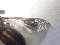 Chrysops univittatus