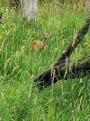 Odocoileus virginianus