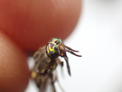 Chrysops univittatus