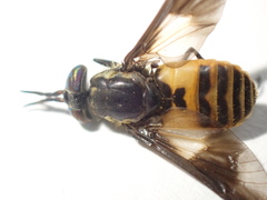 Chrysops venus