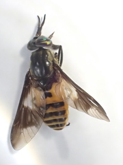 Chrysops venus