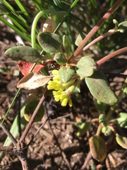 Eriogonum marifolium