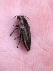 Buprestis lineata