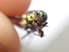 Chrysops venus