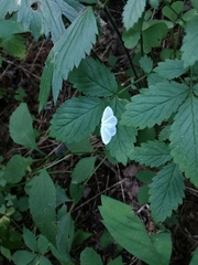 Lomographa vestaliata