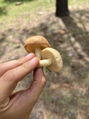 Suillus occidentalis