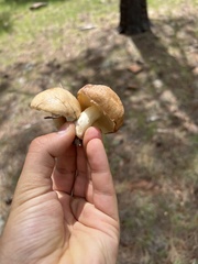 Suillus occidentalis
