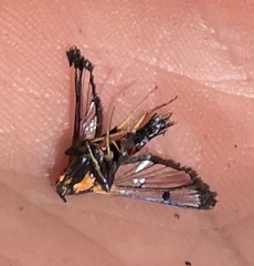 Synanthedon culiciformis