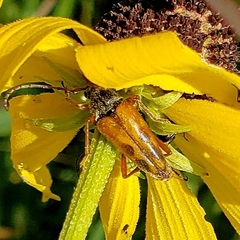 Typocerus octonotatus