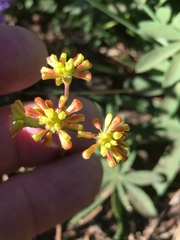 Eriogonum marifolium