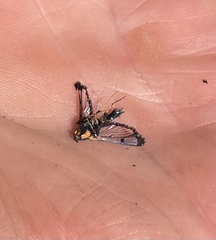 Synanthedon culiciformis