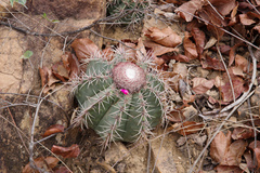 Melocactus concinnus