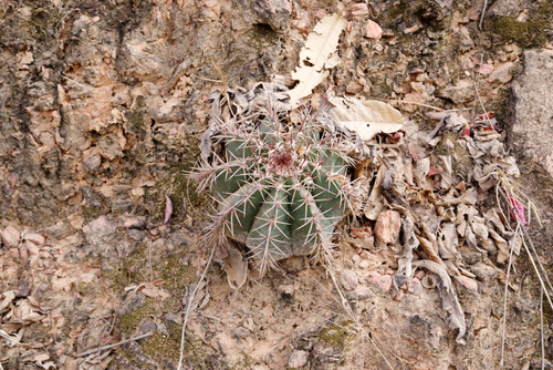 Melocactus bahiensis ssp. bahiensis