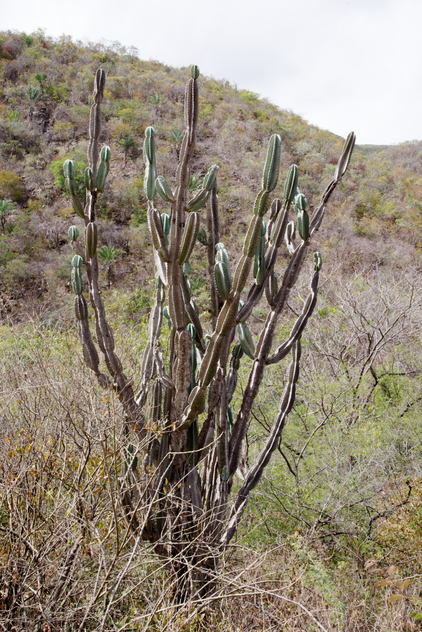 Cereus jamacaru