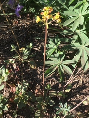 Eriogonum marifolium