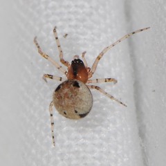 Wamba crispulus