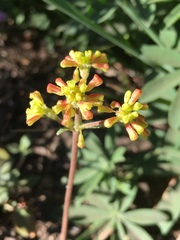 Eriogonum marifolium