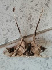 Copiopteryx