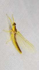 Pentagenia vittigera