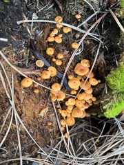 Xeromphalina enigmatica