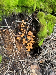Xeromphalina enigmatica