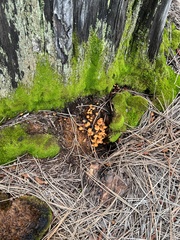 Xeromphalina enigmatica