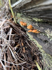 Xeromphalina enigmatica