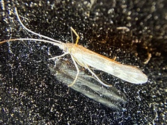 Leptoceroidea