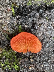 Crepidotus cinnabarinus