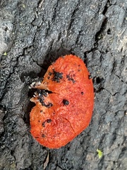 Crepidotus cinnabarinus