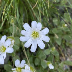 Cerastium uniflorum
