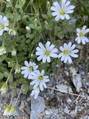 Cerastium uniflorum