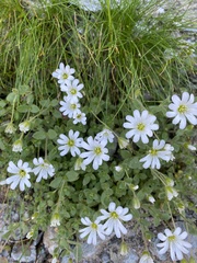 Cerastium uniflorum