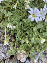 Cerastium uniflorum