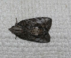 Etanna clopaea