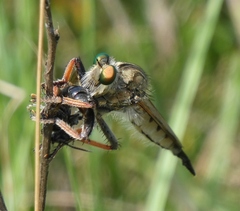 Promachus vertebratus