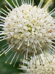 Cephalanthus occidentalis