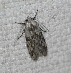 Stenoptena icmaea