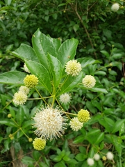 Cephalanthus occidentalis