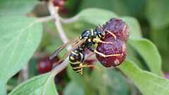 Polistes