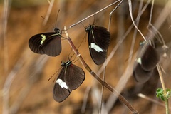 Heliconius himera