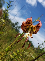 Lilium pyrophilum