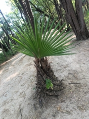 Copernicia prunifera