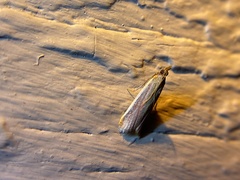 Peoria approximella