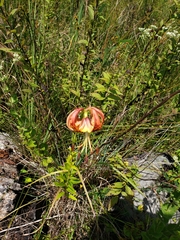 Lilium pyrophilum