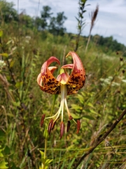 Lilium pyrophilum