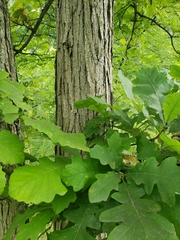 Quercus macrocarpa