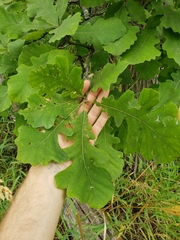 Quercus macrocarpa