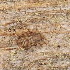 Echmepteryx