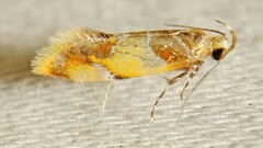 Epicallima argenticinctella
